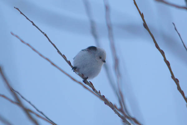 野鳥がさえずる宿
